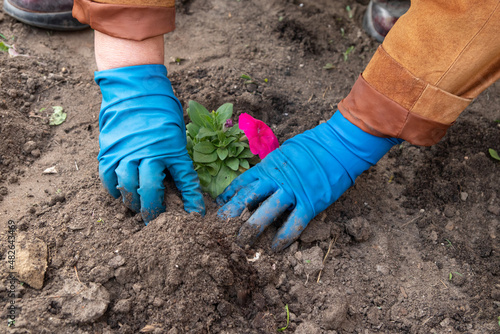 Vászonkép Works in the spring garden and flower bed - planting petunia flowers from tempor