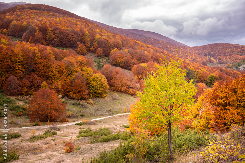 Autumn seasonal landscape with colorful trees and fogliage