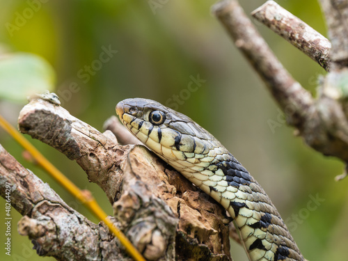 Grass Snake in a Bush