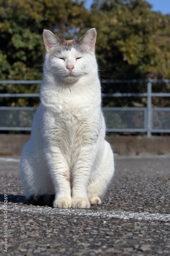 猫 穏やかな時間 (高知県 室戸市 スカイライン山頂展望台) 猫 穏やかな時間 (高知県 室戸市 スカイライン山頂展望台)