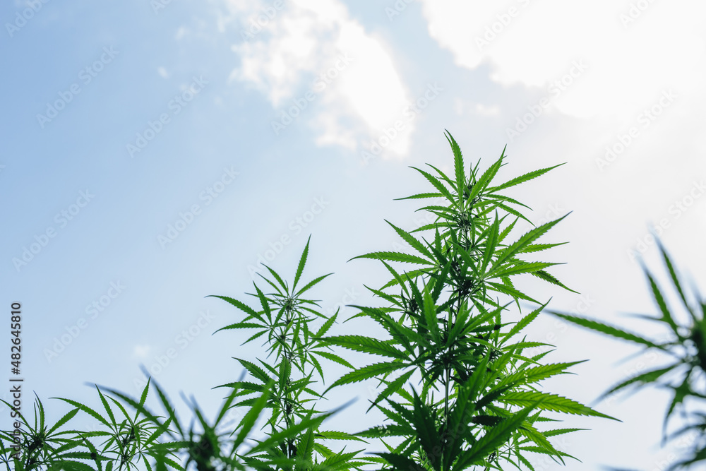 Hanf CBD Feld Marihuana Canabis auf dem Feld Ganja Farm Sativa Blatt Unkraut medizinischer Hanf Hasch Plantage Hanf CBD Feld Marihuana Canabis auf dem Feld Ganja Farm Sativa Blatt Unkraut medizinischer Hanf Hasch Plantage