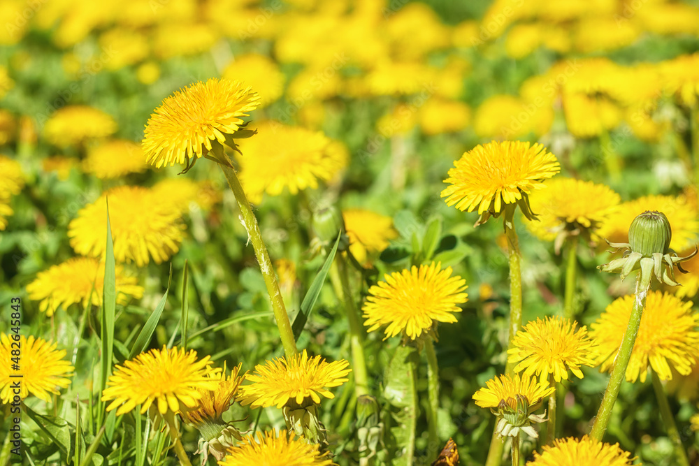 Close up of bright yellow flowers of dandelion on meadow field in sunny day, selective focus. Spring floral background. Close up of bright yellow flowers of dandelion on meadow field in sunny day, selective focus. Spring floral background.