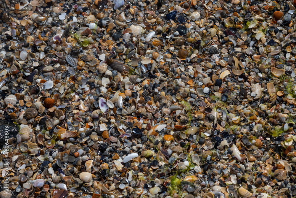 Sea shells on sand. Summer beach background. Top view Sea shells on sand. Summer beach background. Top view