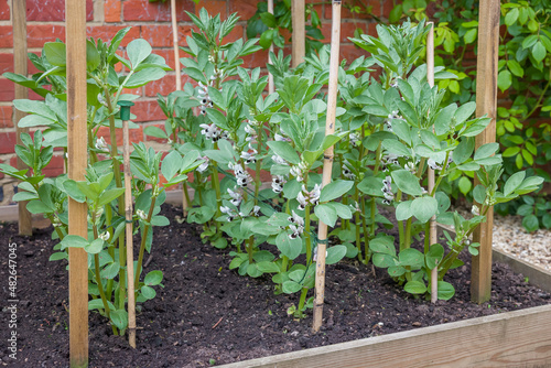 Fototapeta Broad beans, plants growing in a vegetable garden, UK