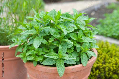 Tela Fresh mint plant growing in pot in a UK garden