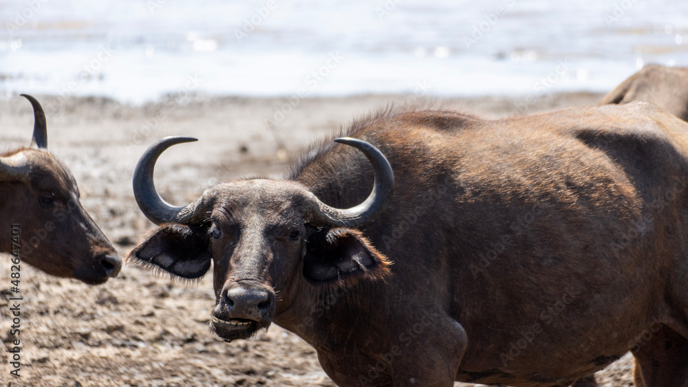 buffalo in the wild in Afrika Tanzania Nationalpark