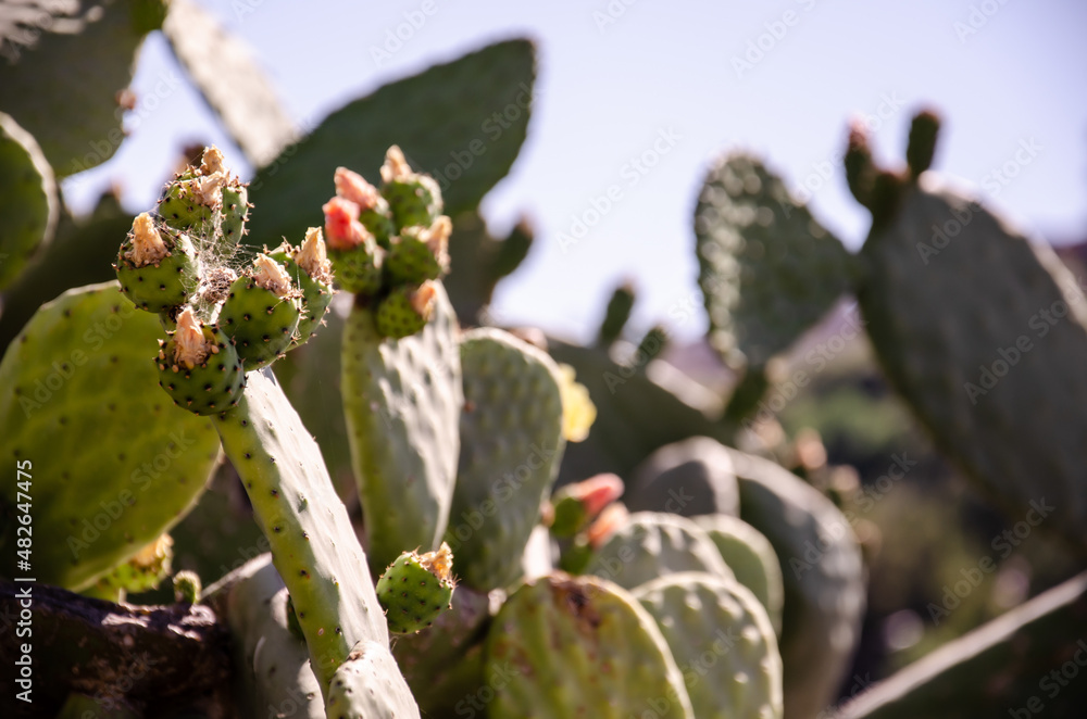 Structure of the prickly pear cactus. Thickets of cacti Opuntia surface texture. Natural background with copy space. Structure of the prickly pear cactus. Thickets of cacti Opuntia surface texture. Natural background with copy space.