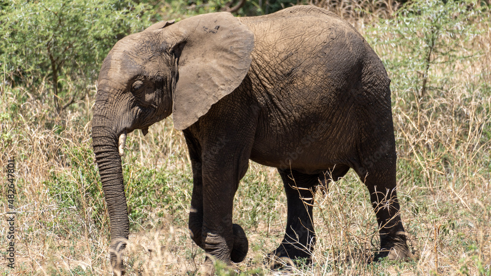 Elephant  Elefantenwanderung in Afrika Tanzania Nationalpark