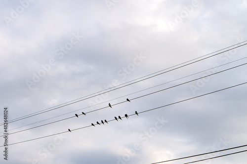 swallows on electric wires against the blue sky