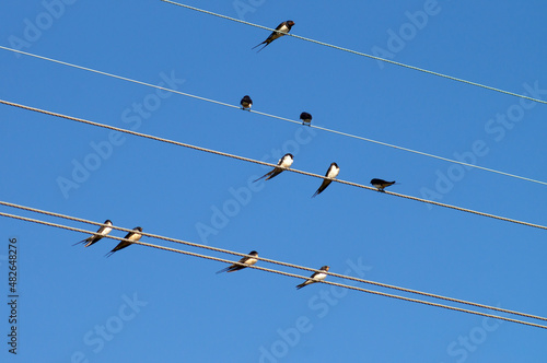 swallows on electric wires against the blue sky