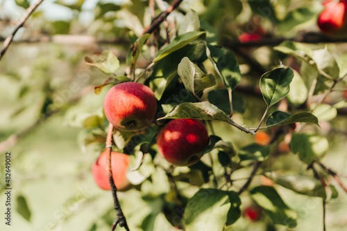 red apples on a branch, background , apple tree, autumn 