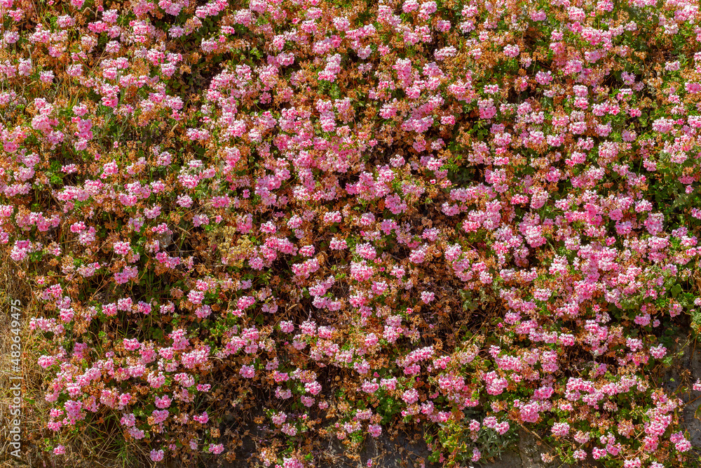 A background with small pink ivy flowers