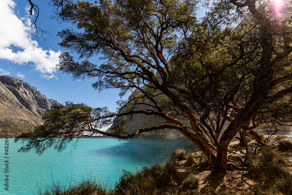 Turquoise waters and trees in the Llanganuco lagoon, in Yungay, Ancash, Peru