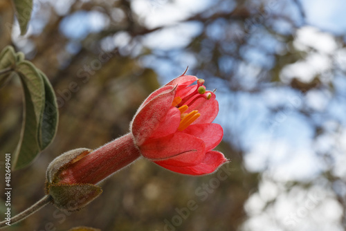 Small endemic flowers of the Andes, Huascaran National Park, Ancash, Peru photo