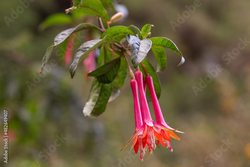 Small endemic flowers of the Andes, Huascaran National Park, Ancash, Peru photo