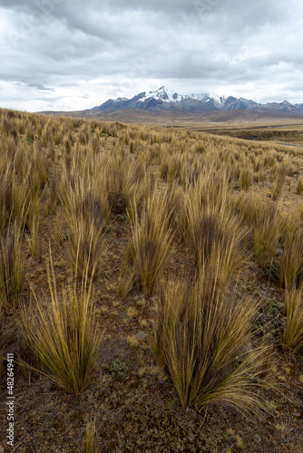 A field of Ichu, the most important natural pasture of the heights in the Andes mountain range photo