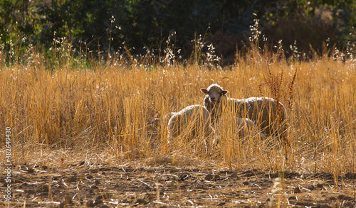 Two sheep graze in a farm field in the Andes
