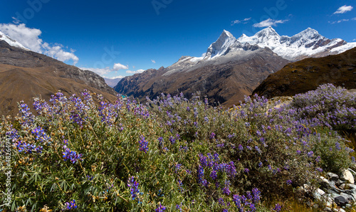 View of Andean flowers from the Huandoy mountain  in the Cordillera Blanca of Ancash  Peru.
