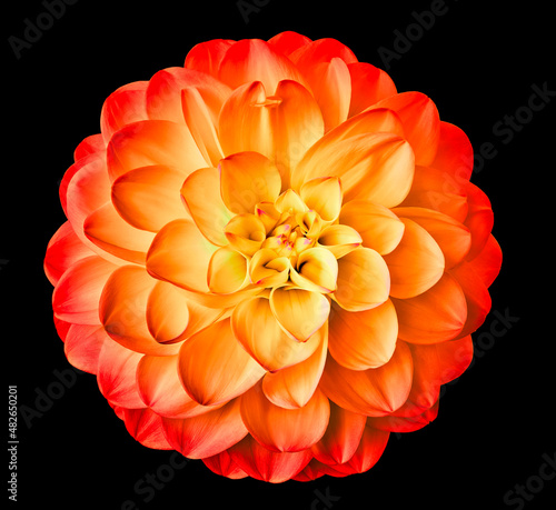 Fotografie, Tablou Red  flower dahlia  isolated on the black background