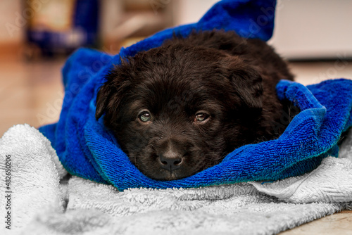the sweetest little black fluffy puppy is wrapped in a blue towel and a gray blanket after bath procedures; decoration of children's backgrounds