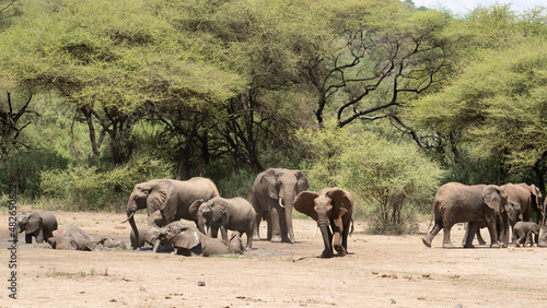 herd of elephants playing in Water and Sand in the wildlife Nationalpark Afrika Lake Manyara big and small elephants