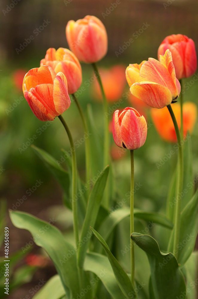 Beautiful tulips on a background of green foliage. Tulips background. Blooming tulips. Multicolored blooming tulips on the background of the garden.
