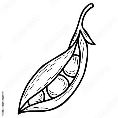 vector hand drawn doodles pea plant. Beautiful vegetable pod pea. Vector illustration. line drawing doodle style, outline for design, decor and decoration