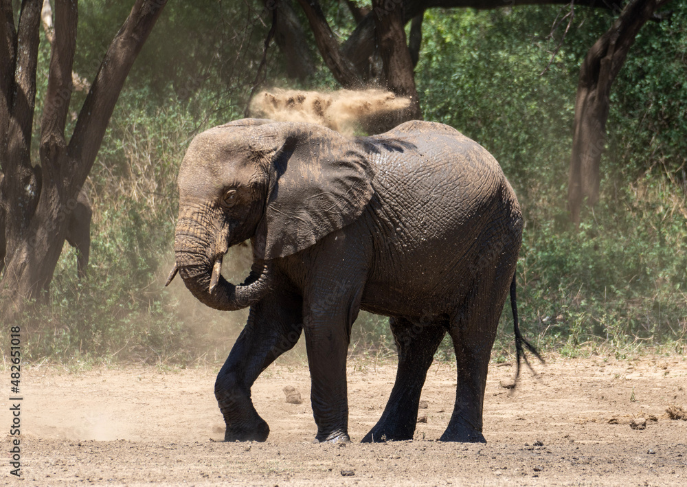 Elephant Shower Elefantendusche mit Sand wild in lake Manyara Afrika Tanzania Nationalpark
