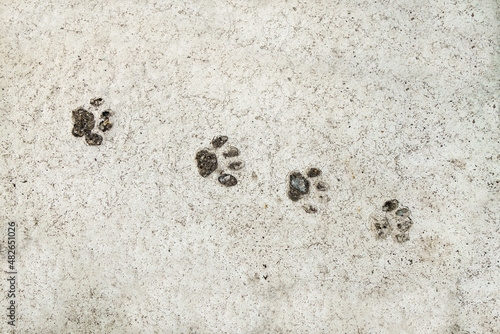 Top view of a concrete slab with cat footprints