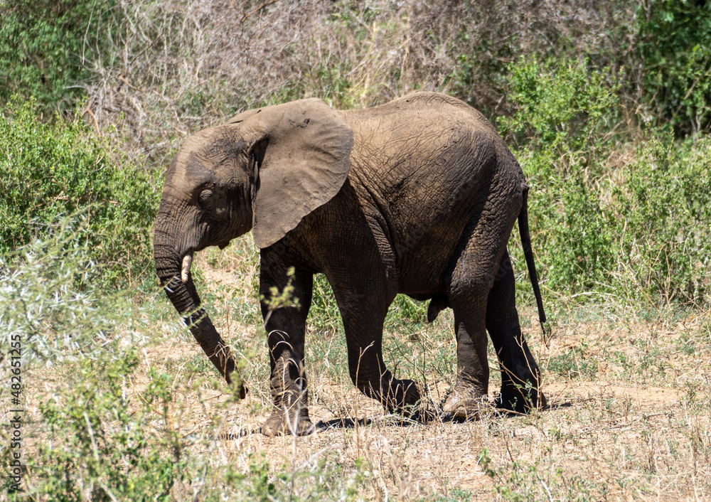 elefant auf wanderung wild in lake Manyara Afrika Tanzania Nationalpark