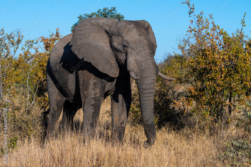 Fototapeta premium African Elephant (Loxodonta africana) in the Timbavati Reserve, South Africa