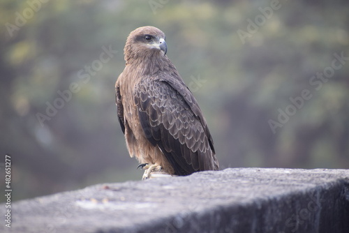 Wildlife photography of Indian Eagle, Bird photography