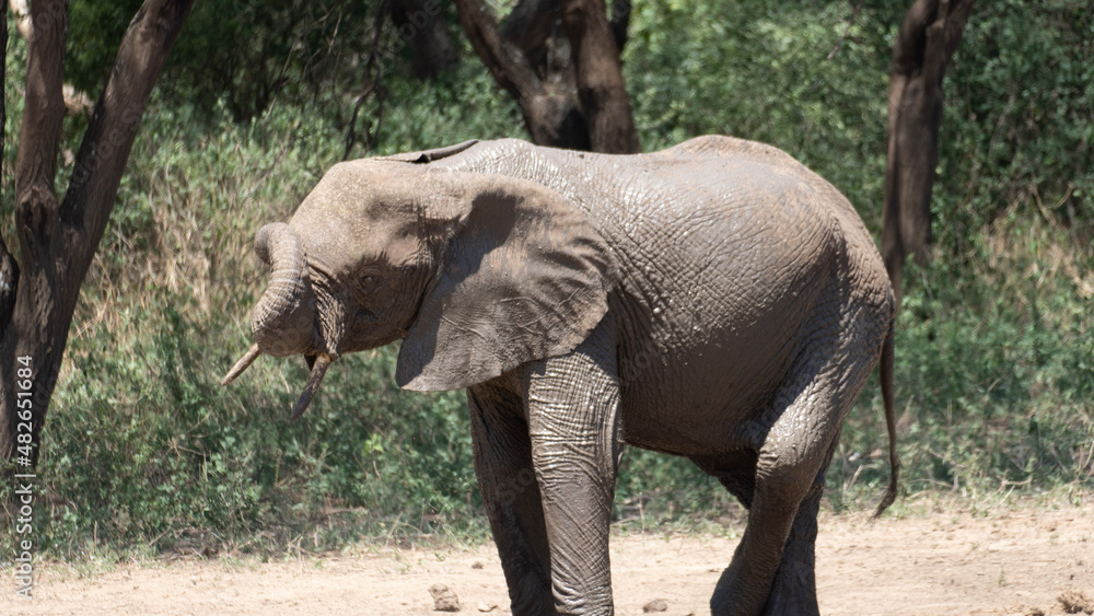 Elephant Shower Elefantendusche mit Sand