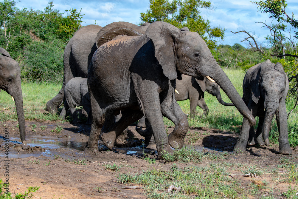Fototapeta premium A family group of African elephants (Loxodonta africana) in the Timbavati Reserve, South Africa