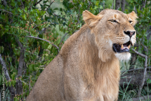 Fototapeta Naklejka Na Ścianę i Meble -  Portrait of a young lioness (Panthera leo) in the Timbavati Reserve, South Africa