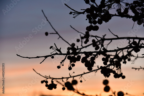 Winter berries on trees against the background of sunset