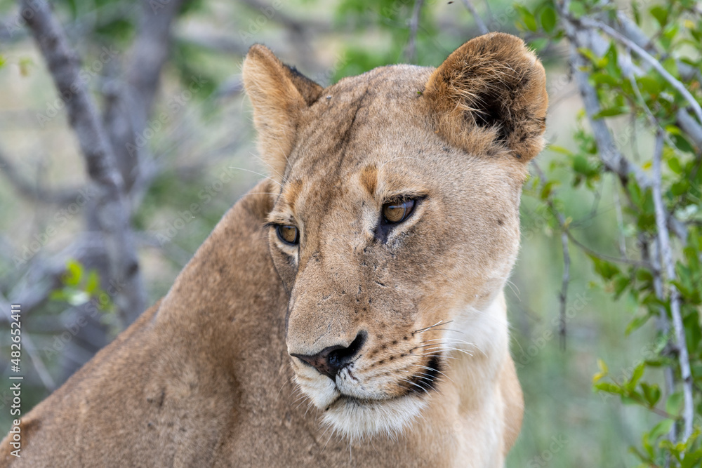 Naklejka premium Portrait of a young lioness (Panthera leo) in the Timbavati Reserve, South Africa