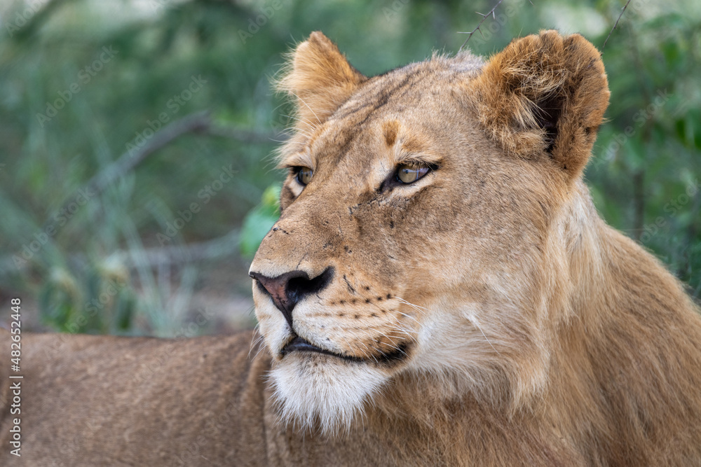 Portrait of a young lioness (Panthera leo) in the Timbavati Reserve, South Africa Portrait of a young lioness (Panthera leo) in the Timbavati Reserve, South Africa