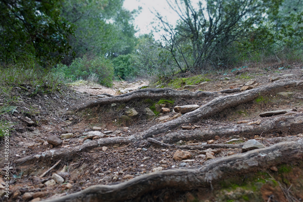 hill footpath tree roots hill footpath tree roots