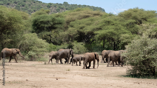 Photography herd of elephants