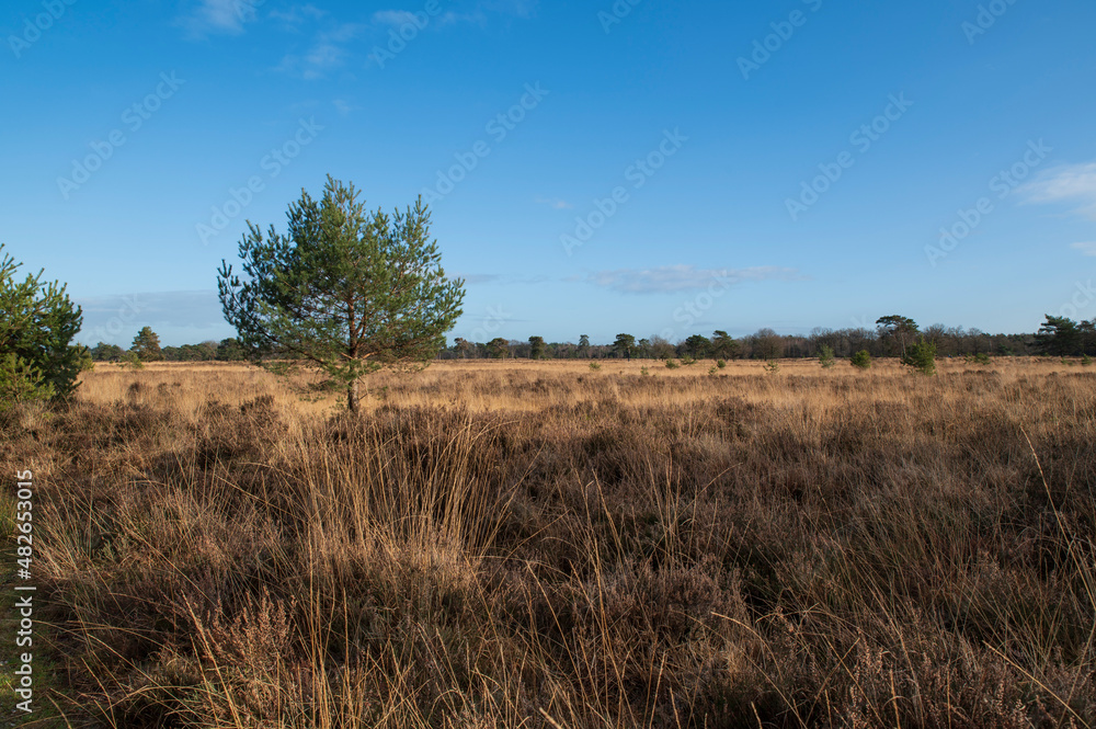 Tree and brown and yellow moorland, it is Winter.