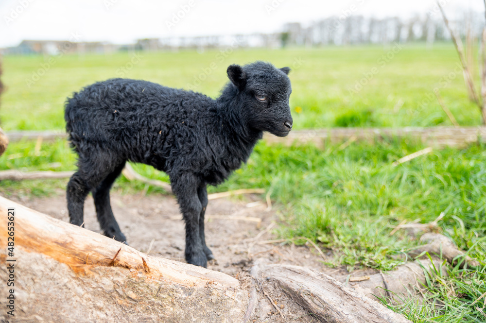 Newborn black lamb, 1 week old. Newborn black lamb, 1 week old.