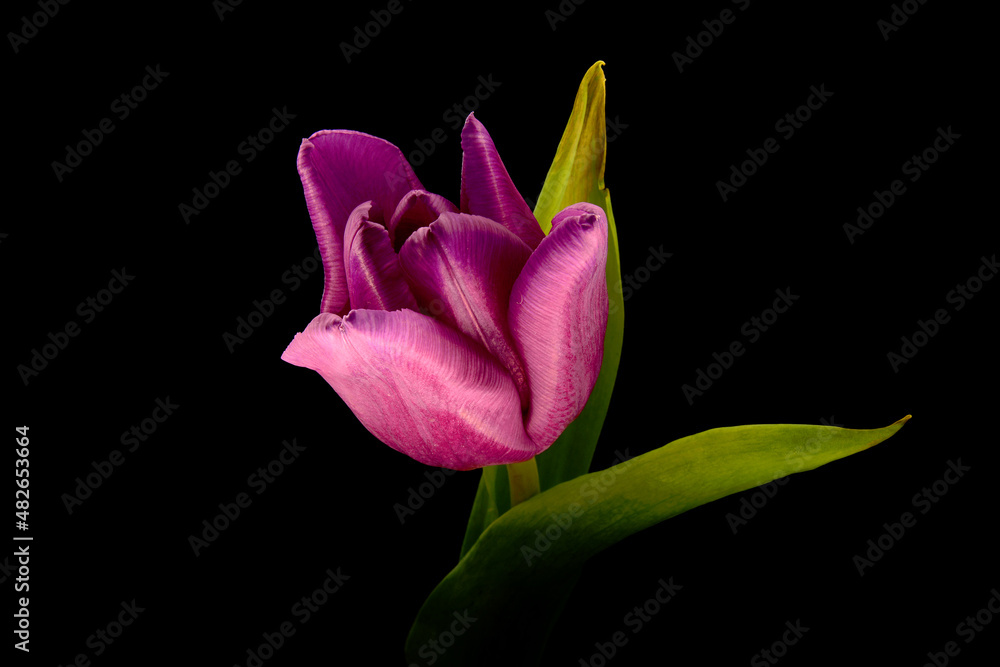 Fototapeta premium fioletowy tulipan na czarnym tle. Idealne na bukiet, miłosne życzenia i urodziny. Kwiat, życzliwość, przyjaźń. Wszystkie słowa zawarte w jednym kwiatku. Prezent dla kobiety, mężczyzna dla rodziców.
