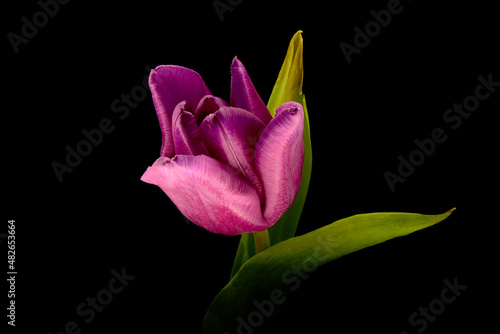 fioletowy tulipan na czarnym tle. Idealne na bukiet, miłosne życzenia i urodziny. Kwiat, życzliwość, przyjaźń. Wszystkie słowa zawarte w jednym kwiatku. Prezent dla kobiety, mężczyzna dla rodziców. © fotolowkey
