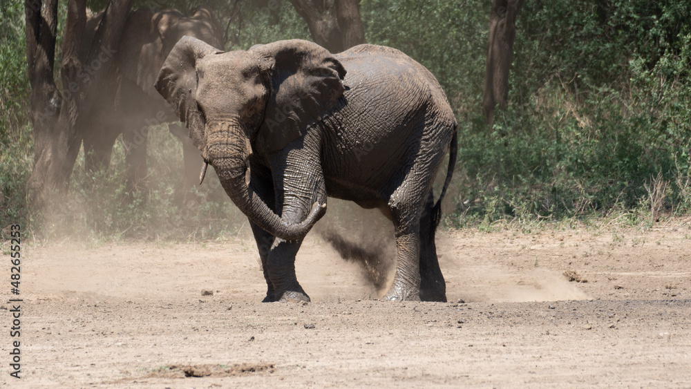 Fototapeta premium elephants in the wild