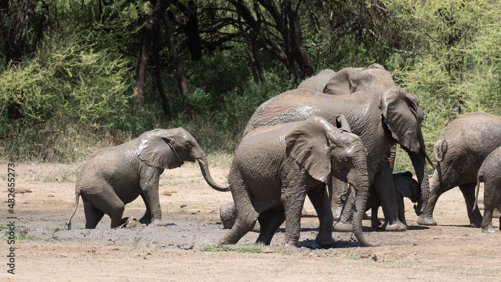 Fototapeta premium elephants in the savannah