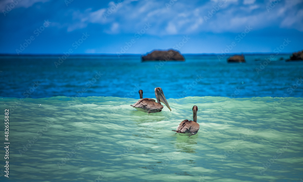brown pelican hunting in the sea