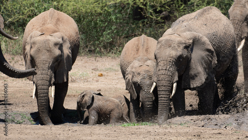 Photography elephants in the savannah