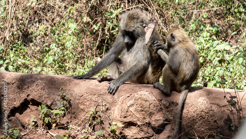 baboon with baby