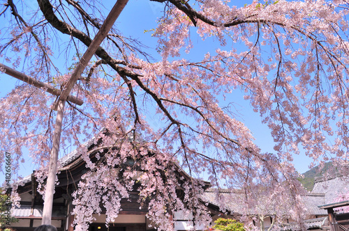 Wallpaper Mural 世界遺産京都醍醐寺の枝垂桜と青空 Torontodigital.ca
